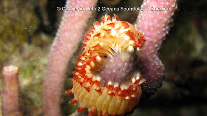 Fire worms (9)-2